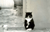 solitary cat